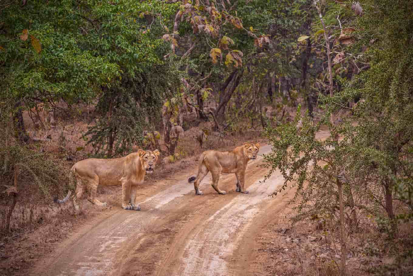 Gir Safari with Diu